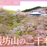 加護坊山の二千本桜  【JNN sakuraドローンDIG 2024】