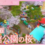 【４K】地元市民に愛される函館公園の桜【JNN sakuraドローンDIG 2024】