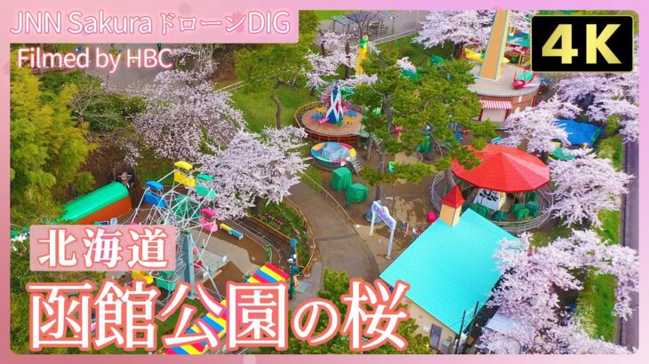 【４K】地元市民に愛される函館公園の桜【JNN sakuraドローンDIG 2024】