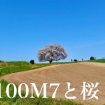 Lofiビートと共に | RX100M7で捉えた、春の桜ドライブ旅2024