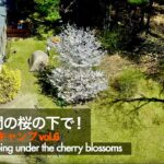 【裏庭キャンプ】満開の桜の下、春を楽しむ！ドローン＆タイムラプス映像も！＝Love Spring under the CHERRY BLOSSOMS. Drone & Time-lapse Video