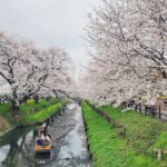 【VR 360°】【日本 埼玉】散步 in 川越 新河岸川の桜