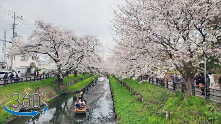 【VR 360°】【日本 埼玉】散步 in 川越 新河岸川の桜