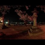 VR – Timelaps 夜桜  旭丘公園　Japan Yozakura