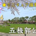 【VR180】五稜郭公園の桜 2024★ミニチュア撮影★＜VRゴーグル必須＞【巨人の眼】