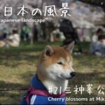 【三神峯公園の桜】柴犬と日本の風景 Vol21