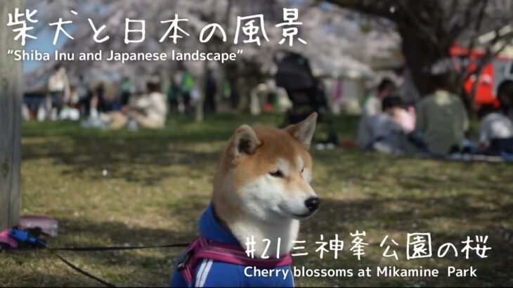 【三神峯公園の桜】柴犬と日本の風景 Vol21