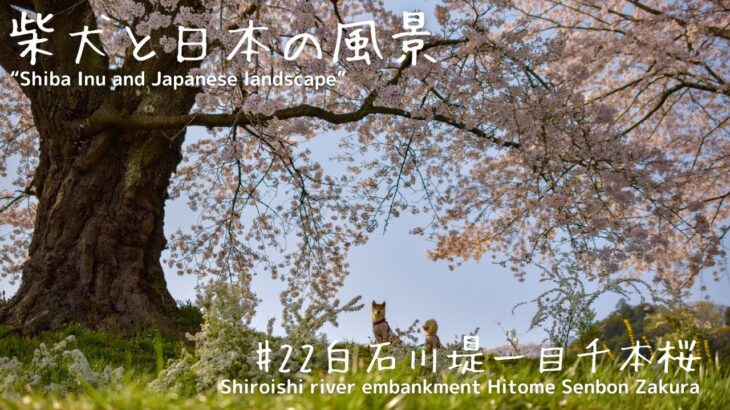 【一目千本桜】柴犬と日本の風景 Vol22