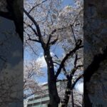 #桜#癒し #疲れた #綺麗な景色 #風景 #きれい #beautiful