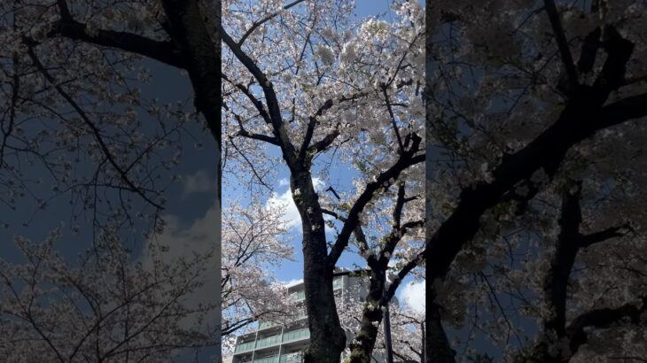 #桜#癒し #疲れた #綺麗な景色 #風景 #きれい #beautiful