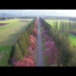 [ドローン] 二十間道路の桜並木を走るロードバイクを空撮 [北海道新ひだか町] drone JAPAN view Hokkaido