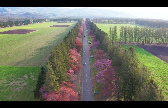 [ドローン] 二十間道路の桜並木を走るロードバイクを空撮 [北海道新ひだか町] drone JAPAN view Hokkaido