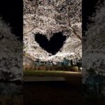 🌸❤🌸#japan #japantravel #cherryblossom #日本の風景 #日本 #櫻花 #travel #japantrip #桜 #桜満開 #heart #夜桜 #愛心 #弘前