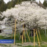 臥龍桜 / 飛騨高山［岐阜・高山］#桜 #飛騨高山 #桜まつり #高山 #飛騨 #岐阜 #春 #公園 #桜吹雪 #臥龍 #臥龍桜 #臥龍公園  #花  #jr  #飛騨一之宮駅 #駅 #JAPAN