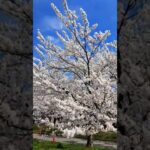 新発田市カルチャーセンターの桜 #shorts #iwalkedblog #歩いてみたブログ #旅行 #風景 #絶景 #新潟 #桜