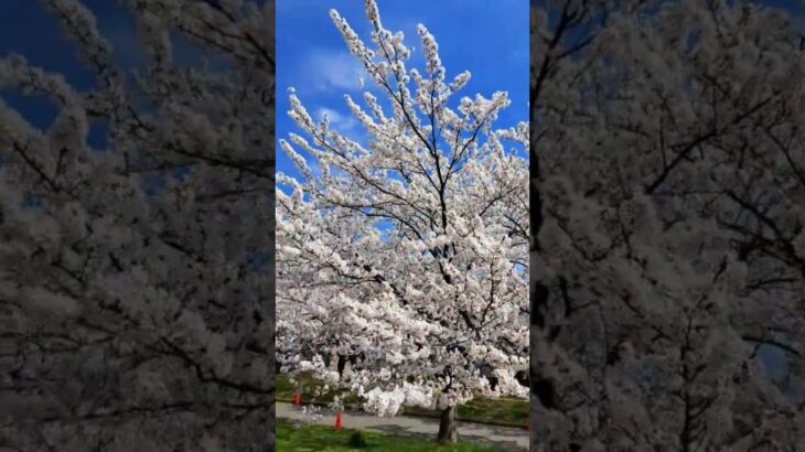 新発田市カルチャーセンターの桜 #shorts #iwalkedblog #歩いてみたブログ #旅行 #風景 #絶景 #新潟 #桜