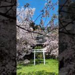 弥彦神社の桜 #shorts #iwalkedblog #歩いてみたブログ #旅行 #風景 #絶景 #新潟 #新潟県