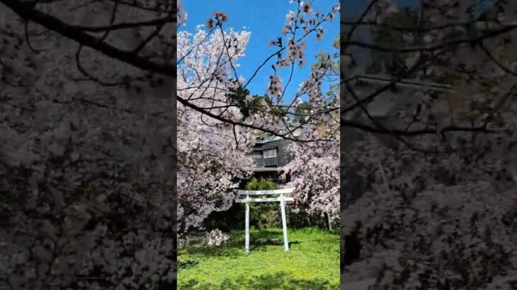 弥彦神社の桜 #shorts #iwalkedblog #歩いてみたブログ #旅行 #風景 #絶景 #新潟 #新潟県