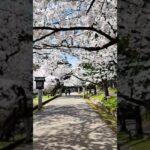 弥彦公園の桜 #shorts #iwalkedblog #歩いてみたブログ #旅行 #風景 #絶景 #新潟 #桜