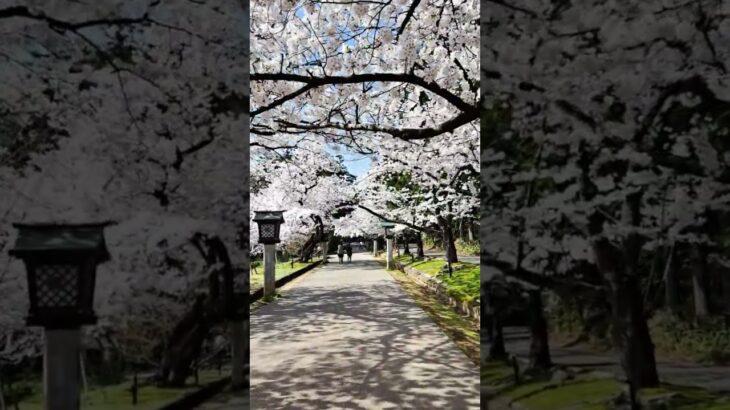 弥彦公園の桜 #shorts #iwalkedblog #歩いてみたブログ #旅行 #風景 #絶景 #新潟 #桜