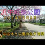 【ドローンで地域を魅力化】北海道浜中町桜公園の満開桜