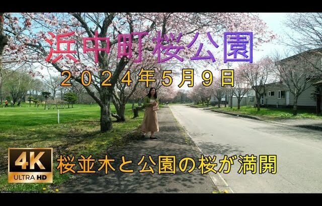 【ドローンで地域を魅力化】北海道浜中町桜公園の満開桜