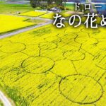 ドローンで見る南相馬市「なの花めいろ」