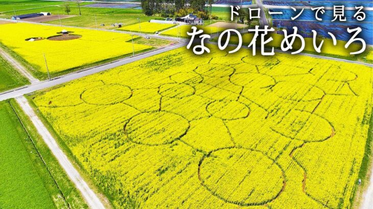 ドローンで見る南相馬市「なの花めいろ」