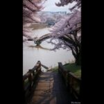 桜が咲いている風景。満開の桜の木々に囲まれた風情ある風光明媚な木橋。