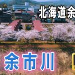 余市川桜づつみ🌸　北海道余市町　ドローン空撮