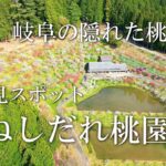 きねしだれ桃園～岐阜のお花見巡り～ドローン空撮