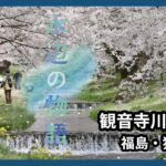 【水辺の物語】原風景広がる桜の回廊　福島・観音寺川