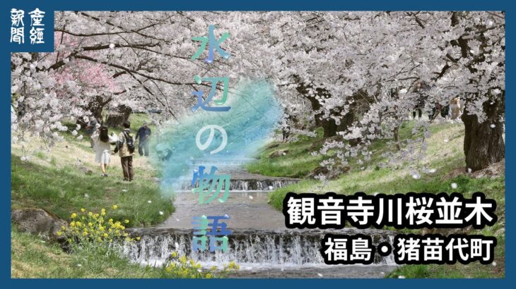 【水辺の物語】原風景広がる桜の回廊　福島・観音寺川