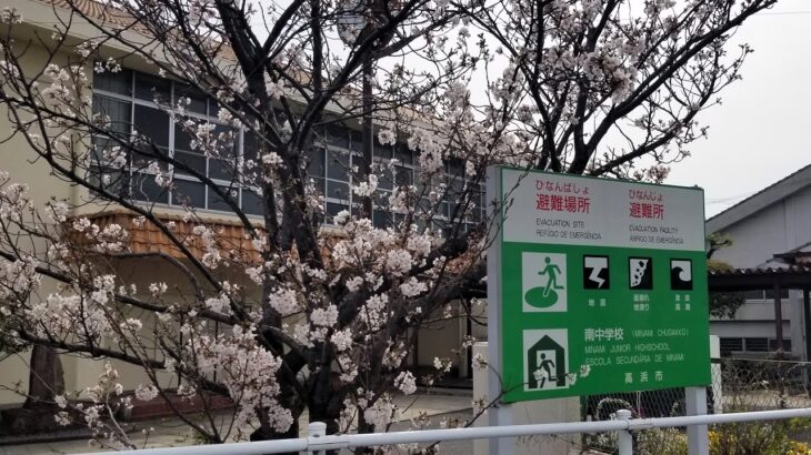南中学校周辺の桜風景