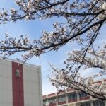 高浜中学校正門付近の桜風景