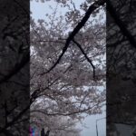 桜を見ながら散歩  #散策  #風景  #vlog  #ぎお  #散歩  #お出かけ  #shorts