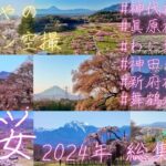 2024年 桜と桃 総集編 ドローン空撮[4K] #神代桜 #眞原桜並木 #日本三大桜