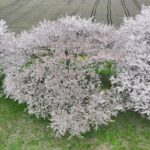 【ドローン空撮】2024.4.16 加治川の桜