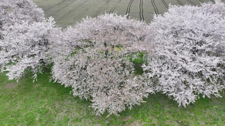 【ドローン空撮】2024.4.16 加治川の桜