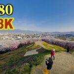 [ 8K 3D VR180 ] 弘法山古墳（長野県松本市）の桜 Cherry blossoms at Koboyama Tomb in Matsumoto city,Nagano,Japan