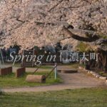 Spring in 信濃大町 2024 桜