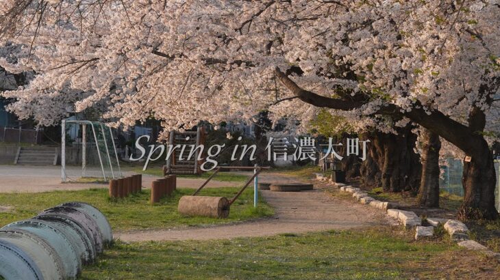 Spring in 信濃大町 2024 桜