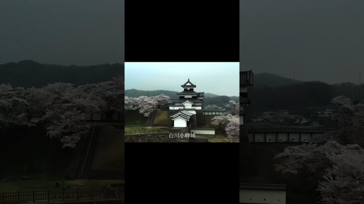 福島県白河市桜と城#ドローン#旅行 #福島県 #白河市 #白河小峰城 #桜 #drone #shorts #short