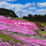 🌸芝桜まつり🌸ジュピアランドひらた🌸福島県石川郡平田村🌸２０２４年５月２日🌸　#芝桜 #flower #ジュピアランド #japan #風景