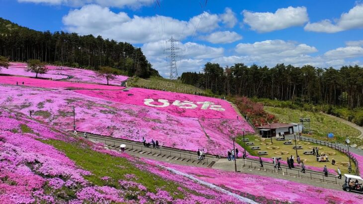 🌸芝桜まつり🌸ジュピアランドひらた🌸福島県石川郡平田村🌸２０２４年５月２日🌸　#芝桜 #flower #ジュピアランド #japan #風景