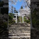 新潟県西蒲原郡に鎮座する弥彦神社の桜 #shorts #iwalkedblog #歩いてみたブログ #旅行 #風景 #絶景 #新潟 #桜