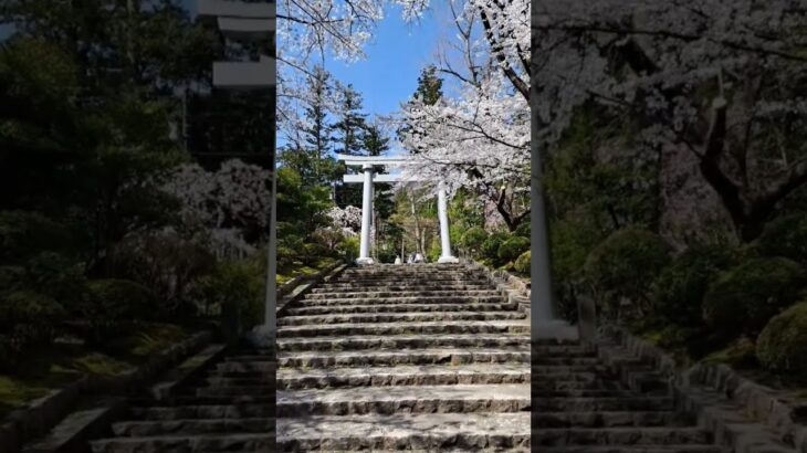 新潟県西蒲原郡に鎮座する弥彦神社の桜 #shorts #iwalkedblog #歩いてみたブログ #旅行 #風景 #絶景 #新潟 #桜