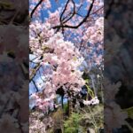 瀧水寺の桜 #shorts #iwalkedblog #歩いてみたブログ #旅行 #風景 #絶景 #上田市 #真田の郷 #長野県 #桜