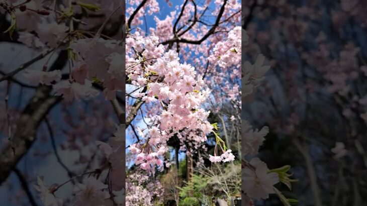 瀧水寺の桜 #shorts #iwalkedblog #歩いてみたブログ #旅行 #風景 #絶景 #上田市 #真田の郷 #長野県 #桜