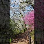 洗足池公園の桜 #shorts #iwalkedblog #歩いてみたブログ #旅行 #風景 #絶景 #桜 #大田区